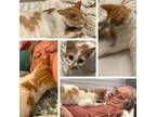 Adopt Mini Me a Orange or Red (Mostly) Domestic Shorthair (short coat) cat in