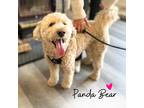 Adopt Panda Bear a Tan/Yellow/Fawn Poodle (Standard) / Retriever (Unknown Type)