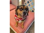 Adopt Kola a Pug / Beagle dog in Wenonah, NJ (41272697)