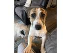 Adopt Cadillac Jack a Tricolor (Tan/Brown & Black & White) Jack Russell Terrier