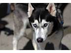 Adopt Blue a Black - with White Siberian Husky / Alaskan Malamute / Mixed dog in
