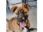 Adopt Zadie a Brown/Chocolate Mixed Breed (Small) / Mixed Breed (Medium) / Mixed