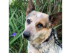 Adopt Calico a Merle Australian Cattle Dog / Mixed dog in Pattison