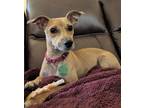Adopt Mama Mia a Red/Golden/Orange/Chestnut - with White Whippet / Dachshund /