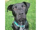 Adopt Kringle a Black - with White Pit Bull Terrier / Labrador Retriever / Mixed