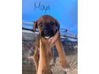 Adopt Maya a Brown/Chocolate - with White Rhodesian Ridgeback / Mixed dog in