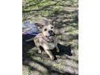 Adopt Reese a Tan/Yellow/Fawn American Staffordshire Terrier / Mixed Breed