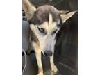 Adopt Cupcake a Black Alaskan Klee Kai / Mixed Breed (Medium) / Mixed (short