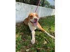 Adopt Jerry a American Staffordshire Terrier / Mixed dog in Mobile