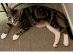 Adopt Tito a Brown Tabby Domestic Shorthair / Mixed Breed (Medium) / Mixed