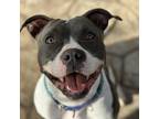 Adopt Amory a Gray/Silver/Salt & Pepper - with White Pit Bull Terrier / American
