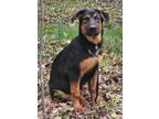 Adopt Rum a Tricolor (Tan/Brown & Black & White) German Shepherd Dog / Mixed