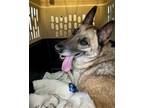 Adopt Chase a Tan/Yellow/Fawn - with Black Belgian Malinois / German Shepherd