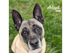 Adopt Arthur a Tan/Yellow/Fawn - with Black Akita / Shepherd (Unknown Type) /