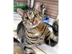 Adopt Meatball a Brown Tabby Domestic Shorthair / Mixed Breed (Medium) / Mixed