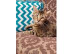 Adopt CC a All Black Domestic Mediumhair / Mixed Breed (Medium) / Mixed (short