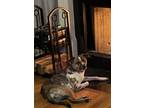 Adopt Callie Bell a Brindle - with White Catahoula Leopard Dog / American