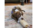 Adopt Rain a Brown/Chocolate - with White Pointer / Mixed dog in Philadelphia