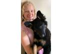 Adopt Ruby a German Shepherd Dog / Mixed dog in Scottsboro, AL (41276088)