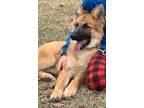 Adopt Rose a German Shepherd Dog / Mixed dog in Scottsboro, AL (41276087)