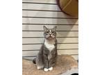 Adopt Isadora a Gray, Blue or Silver Tabby American Bobtail (short coat) cat in