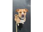 Adopt Max a Tan/Yellow/Fawn Boxer / Mixed Breed (Medium) / Mixed (short coat)