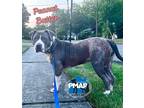 Adopt Peanut Butter a White - with Gray or Silver Pit Bull Terrier / Mixed dog