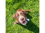 Adopt May a Brown/Chocolate - with White Pointer / Mixed dog in Philadelphia