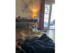 Adopt Mongo (Mo) a Red/Golden/Orange/Chestnut Shar Pei / Boxer / Mixed dog in