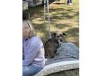 Adopt Jonah-New pics.& video ! a Gray/Blue/Silver/Salt & Pepper Weimaraner /