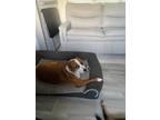 Adopt Lotus a Brown/Chocolate - with White Australian Cattle Dog / Staffordshire