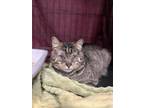 Adopt Dare Devil (In a Foster Home) a Brown Tabby Domestic Shorthair / Mixed