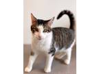 Adopt Will a Brown Tabby Domestic Shorthair / Mixed Breed (Medium) / Mixed
