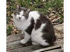 Adopt J.J. a Gray or Blue (Mostly) American Bobtail / Mixed (medium coat) cat in