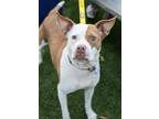 Adopt Sugar a White American Pit Bull Terrier dog in Charleston, SC (40596949)