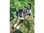 Adopt Pringle a Black - with Gray or Silver Catahoula Leopard Dog / Labrador