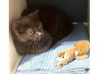 Adopt Childlike Empress a Gray or Blue Russian Blue (short coat) cat in Deltona