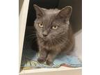 Adopt Bastian a Gray or Blue Russian Blue (short coat) cat in Deltona