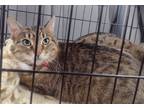 Adopt Cookie a Brown Tabby Domestic Shorthair (short coat) cat in Grand Rapids