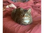 Adopt Cream a Brown Tabby Domestic Shorthair (short coat) cat in Grand Rapids