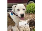 Adopt Sugar a Tricolor (Tan/Brown & Black & White) American Pit Bull Terrier dog