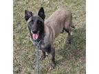Adopt Eva a Tan/Yellow/Fawn Belgian Malinois / Mixed (short coat) dog in