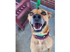 Adopt Carmen Electra a Brown/Chocolate Australian Cattle Dog / Mixed dog in