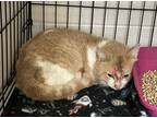 Adopt Jackie Chan a Brown Tabby Domestic Shorthair / Mixed Breed (Medium) /