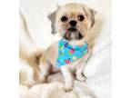 Adopt JESSI a White - with Black Shih Tzu / Mixed dog in Barium Springs
