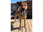 Adopt Dee Dee a Labrador Retriever / German Shepherd Dog / Mixed dog in