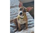 Adopt Sable a Bull Terrier / Terrier (Unknown Type, Medium) / Mixed dog in