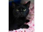 Adopt Nyx a Domestic Shorthair / Mixed (short coat) cat in Blountville