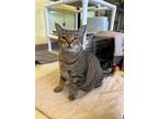 Adopt Charlie a Domestic Shorthair / Mixed (short coat) cat in Blountville