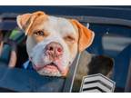 Adopt Pizza a American Pit Bull Terrier / Mixed dog in Vineland, NJ (41244905)